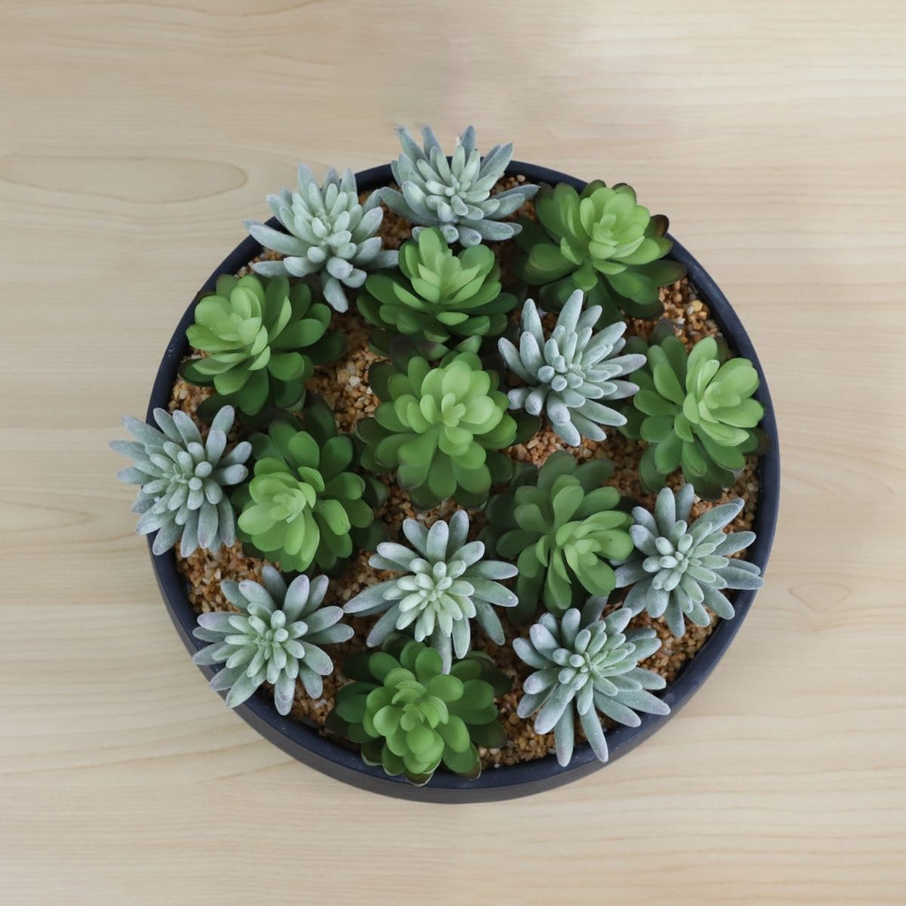 Kae Artificial Succulent Arrangement in Low Black Pot