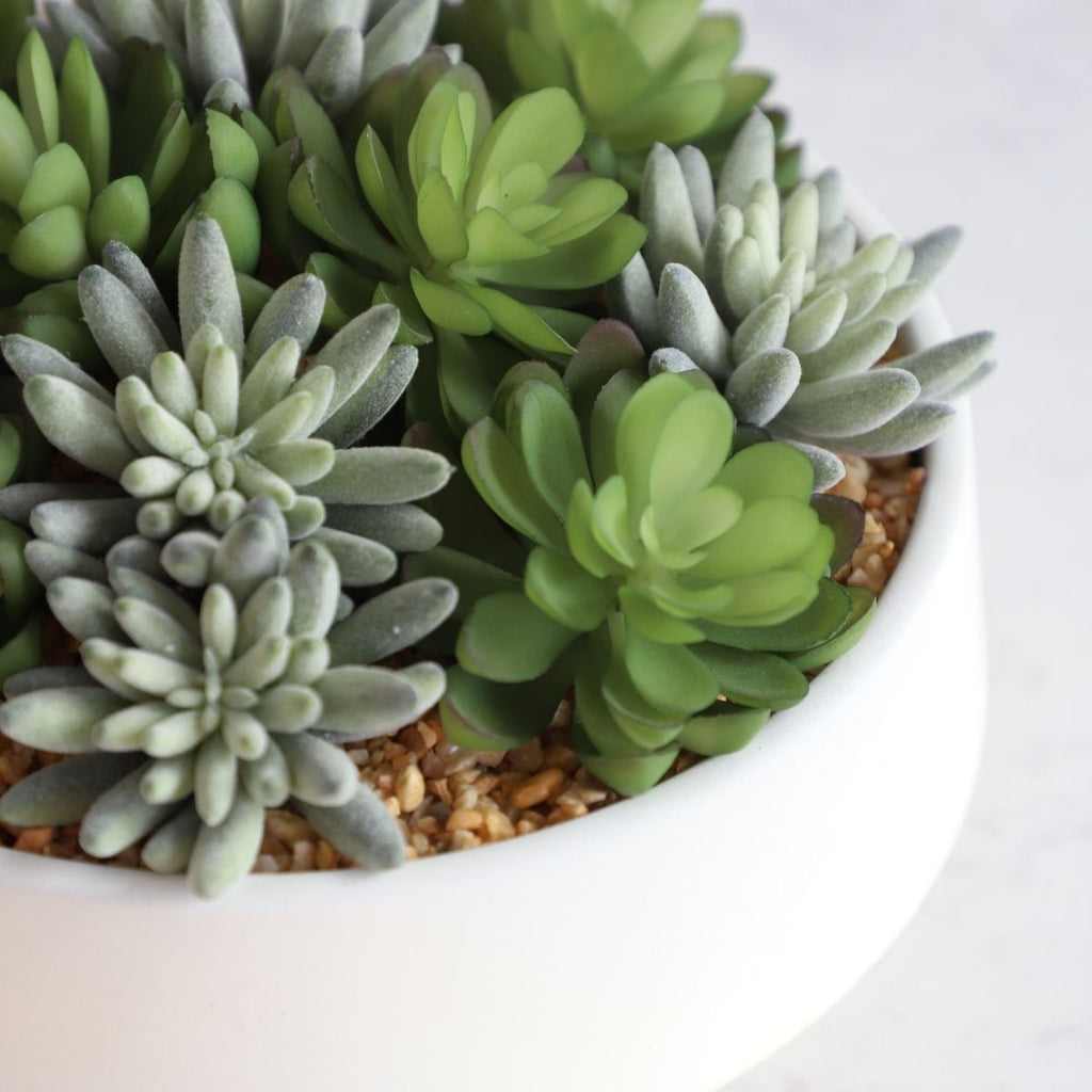 Eva Artificial Succulent Arrangement in Low White Pot