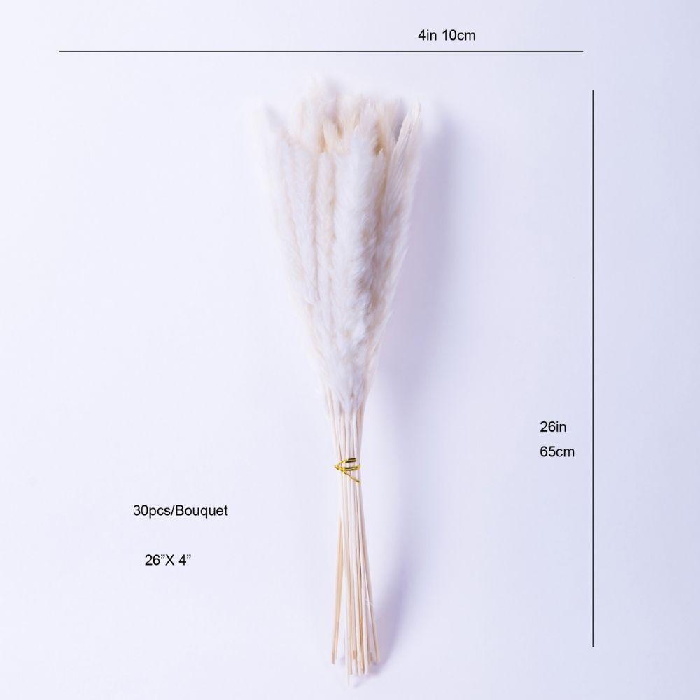 Beige Pampas Bouquet 26'' (Set Of 30)