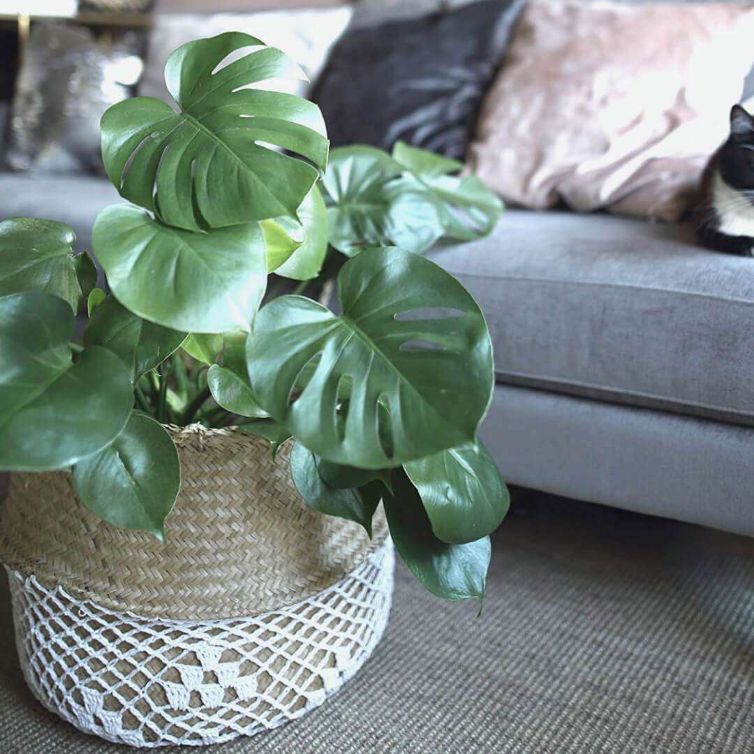Costa - Seagrass Basket With White Net Pattern