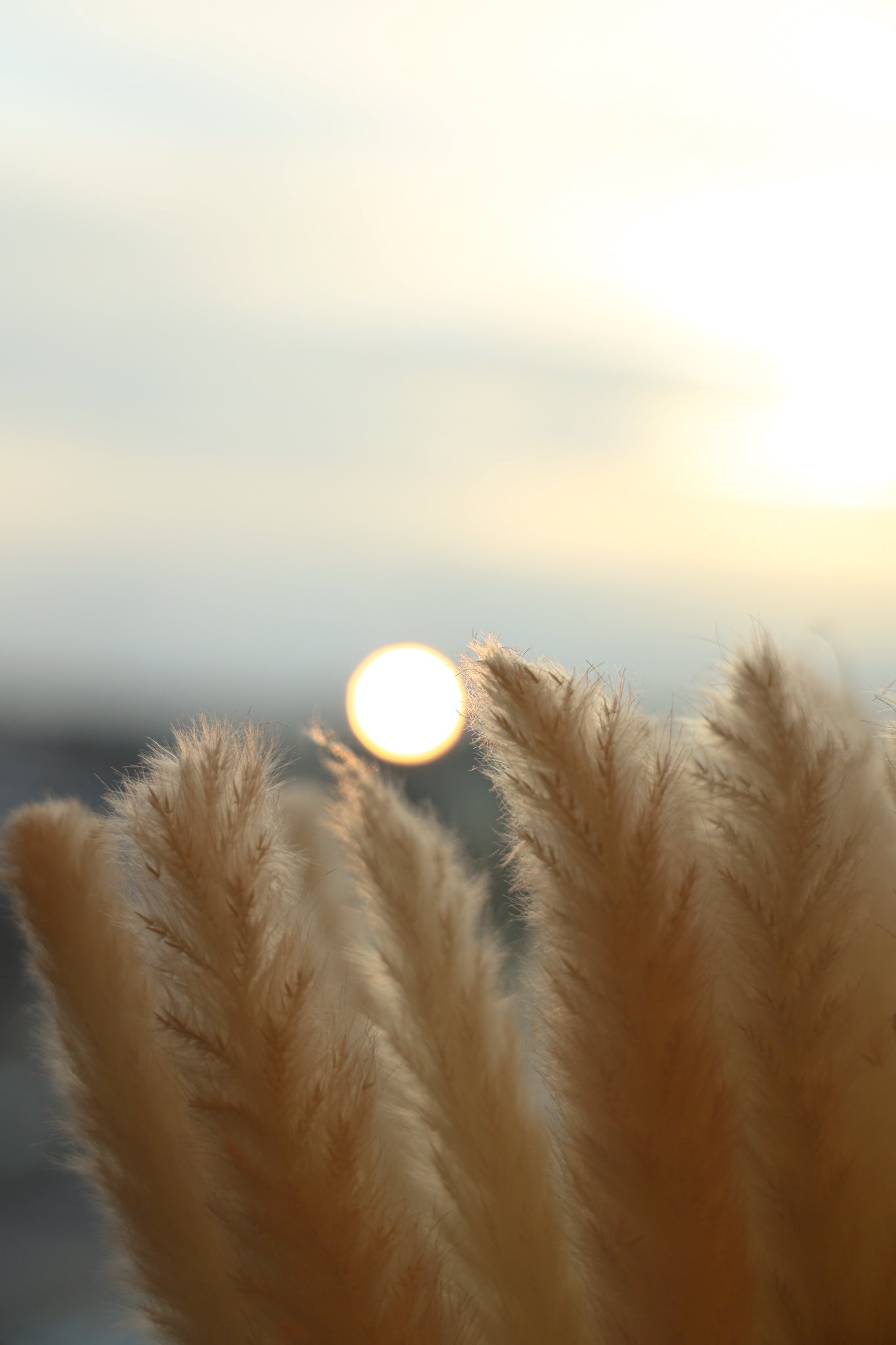 Beige Pampas Bouquet 26'' (Set Of 30)