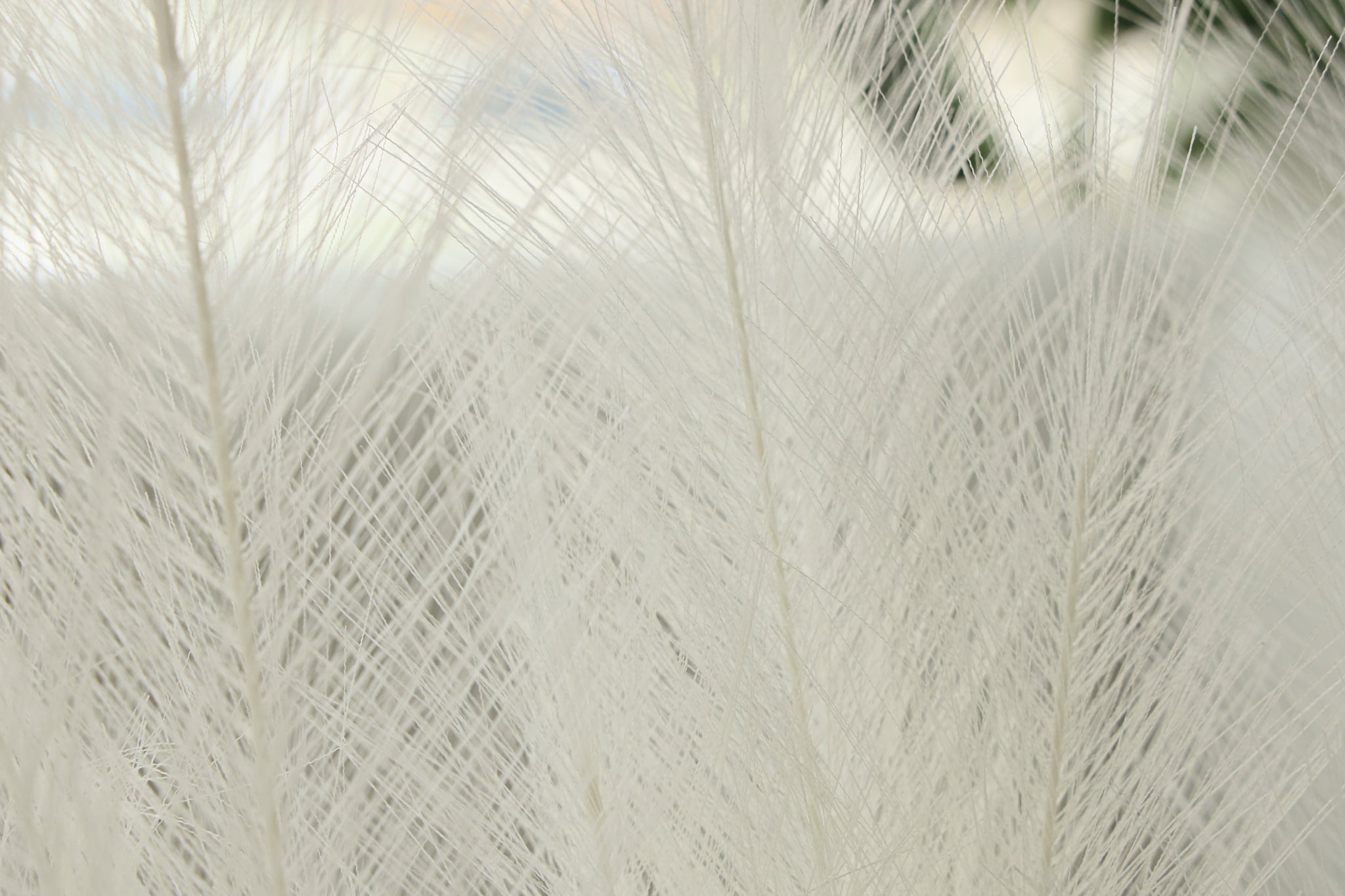 Artificial Pampas Grass Arrangement Ivory (2 Sizes)